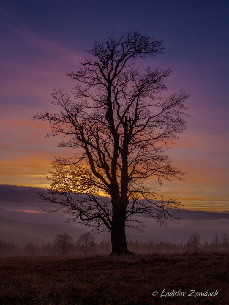 Podzimní strom - Zhůří - Šumava