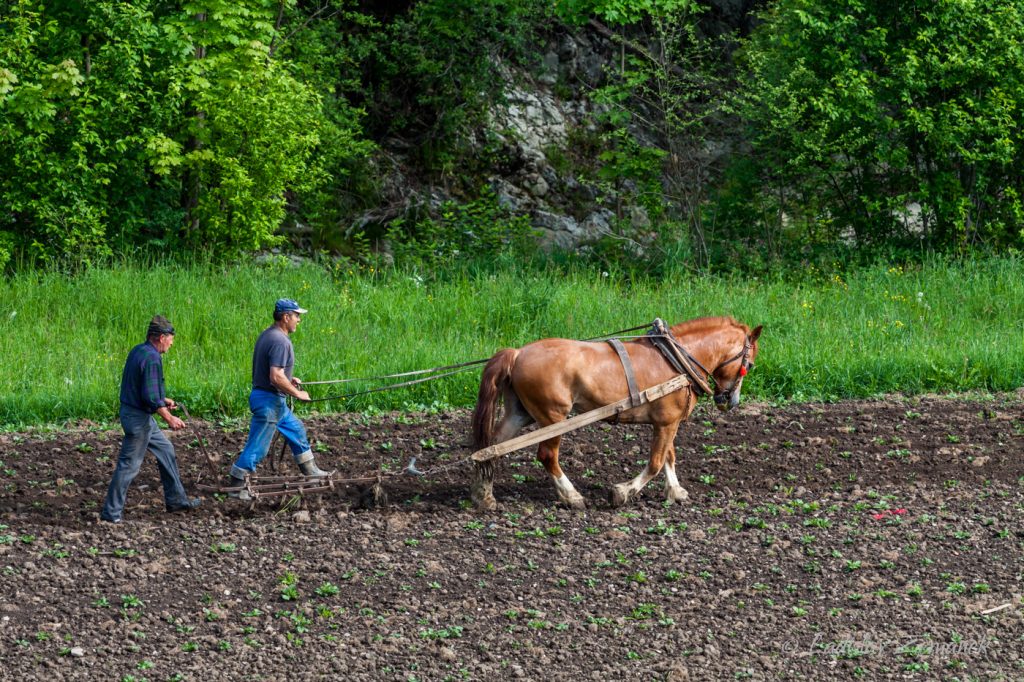 Orba s koněm - Slovensko - Haligovce