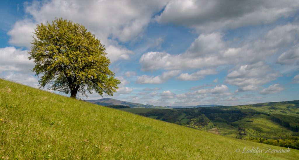 Strom - Bílé Karpaty