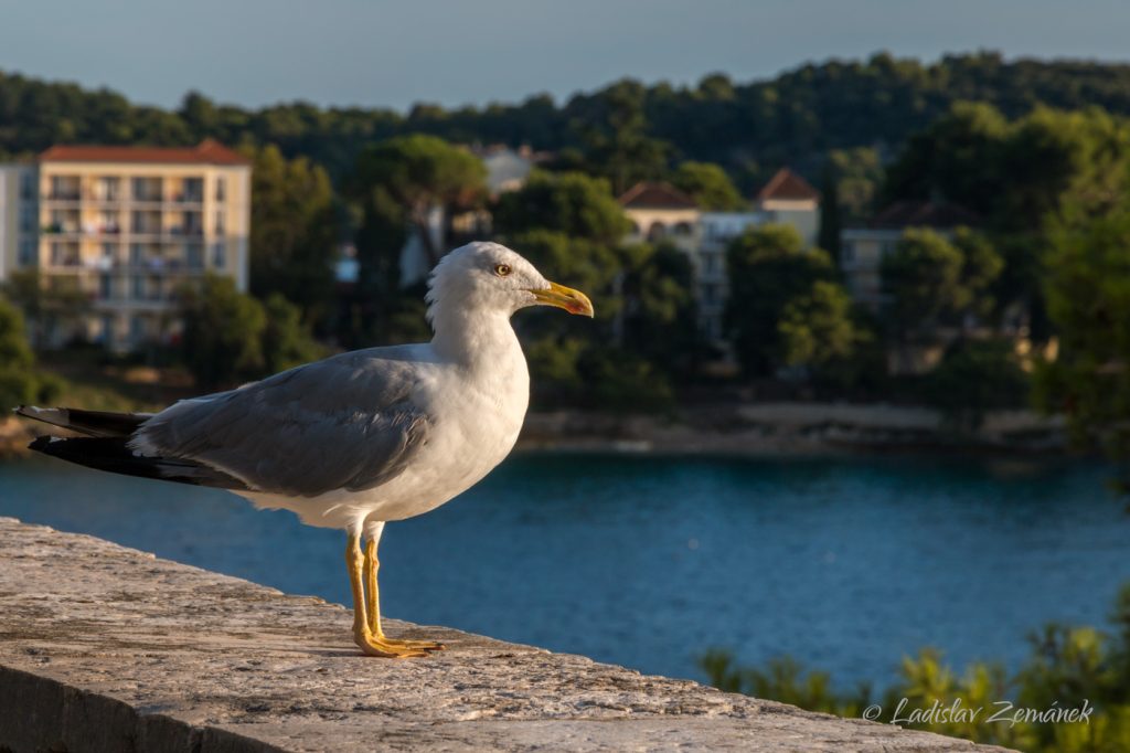 Racek - Rovinj