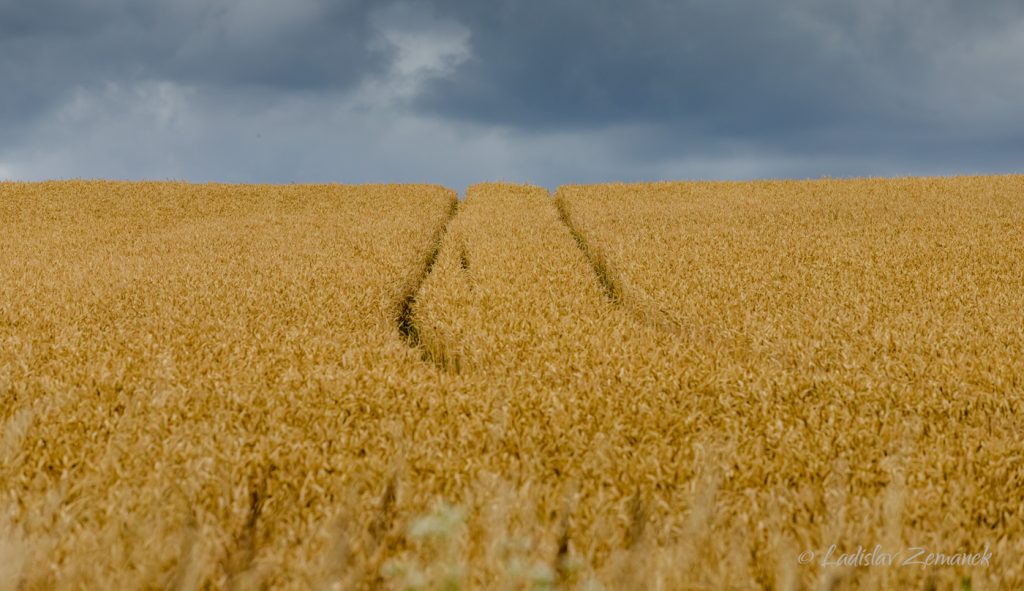 Moravské Toskánsko - pole