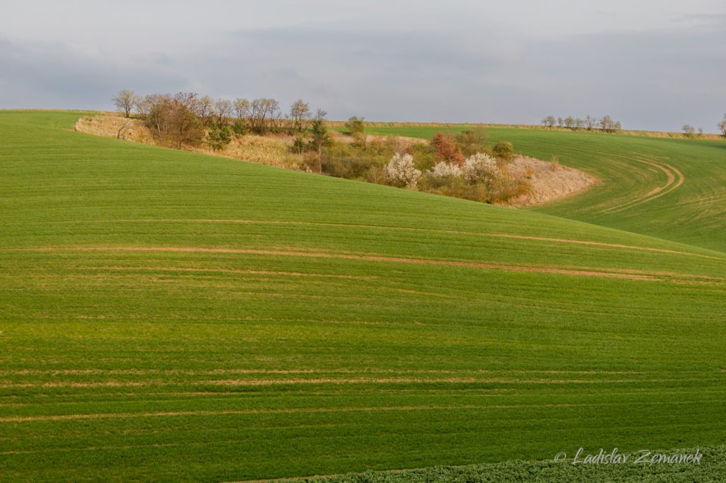 Moravské Toskánsko - Šardice