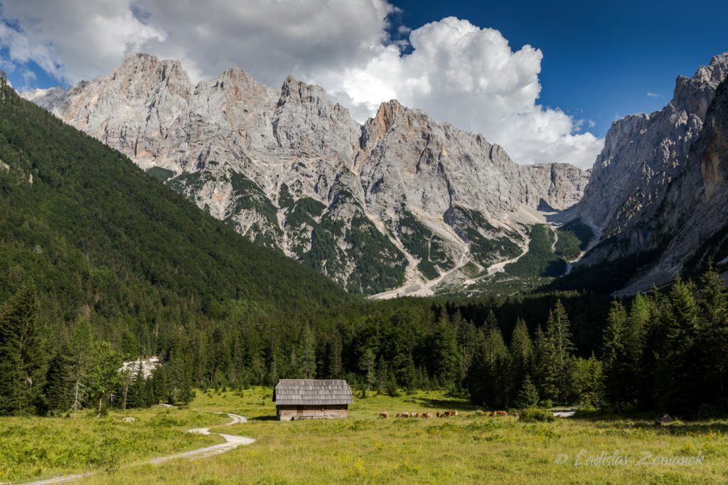 Kranjska Gora - pastvina