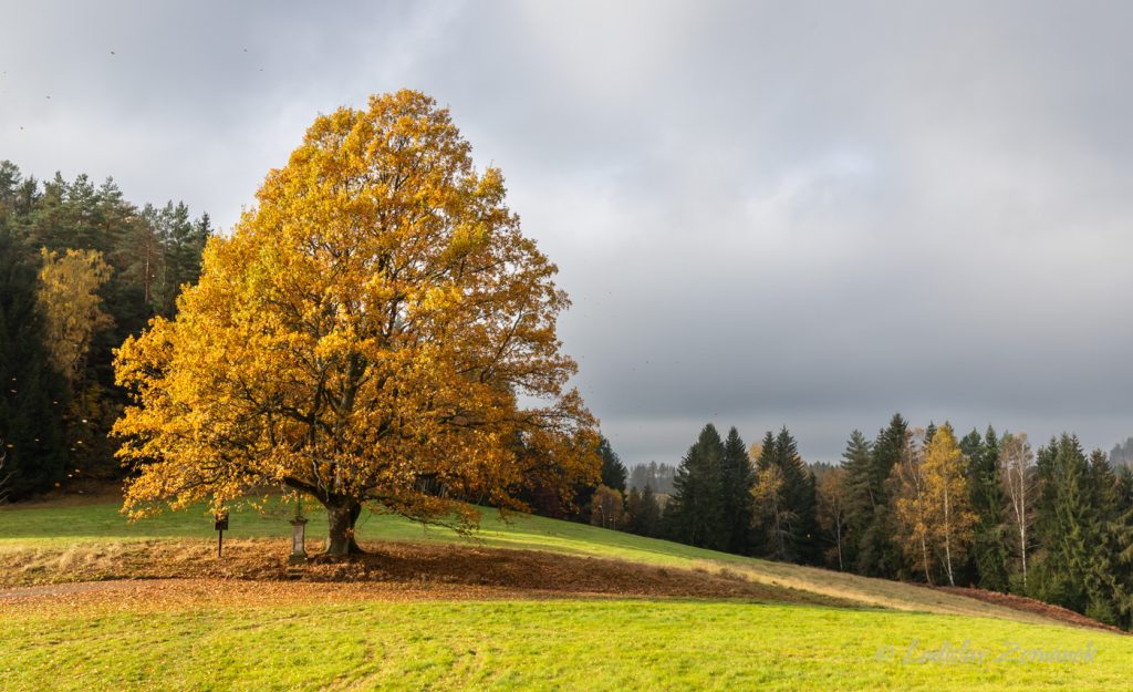 Barevný podzimní strom - Jetřichovice - České Švýcarsko