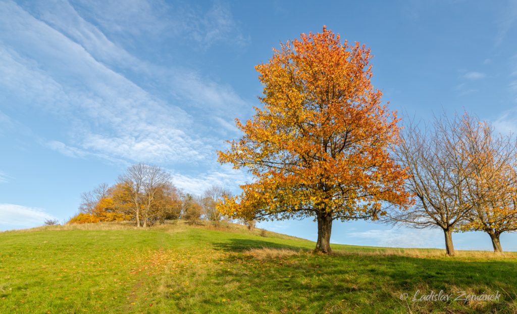 Barevný podzimní strom - Křížový vrch - České Švýcarsko