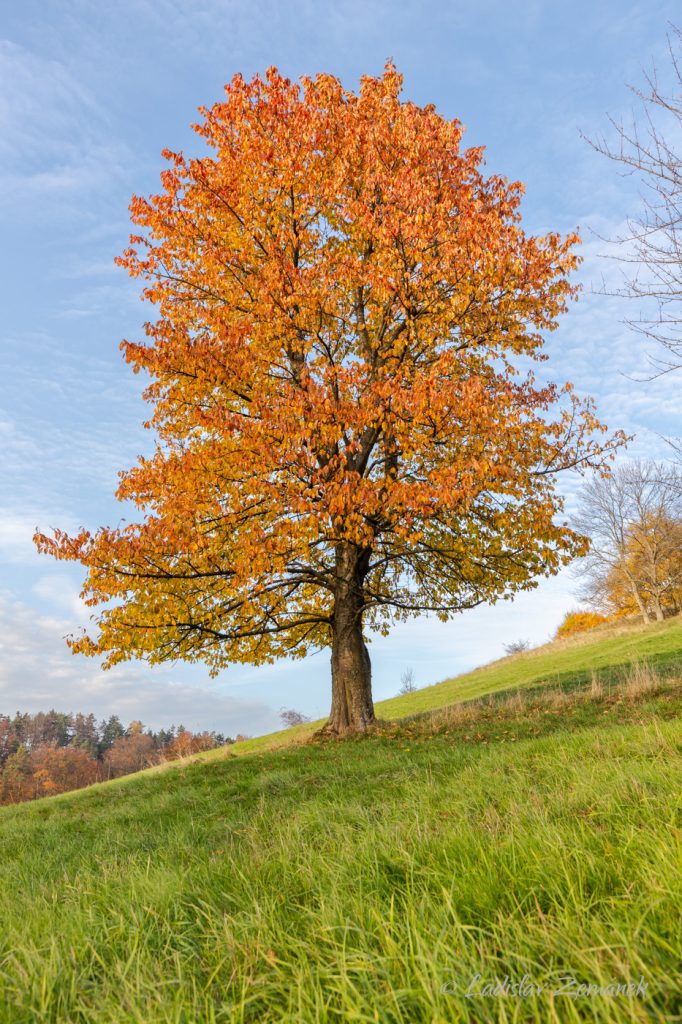 Barevný podzimní strom - Křížový vrch - České Švýcarsko