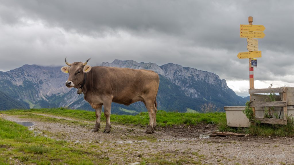 Tyrolské Alpy - pastviny nad Walchsee