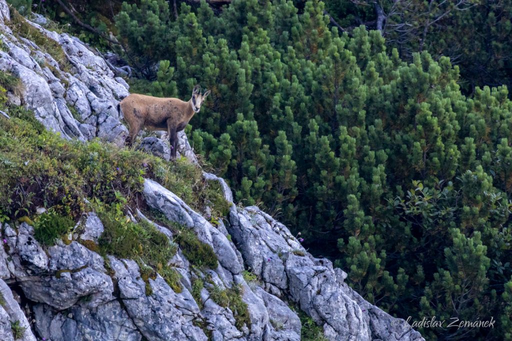 Kamzík - Rakousko - Gosau