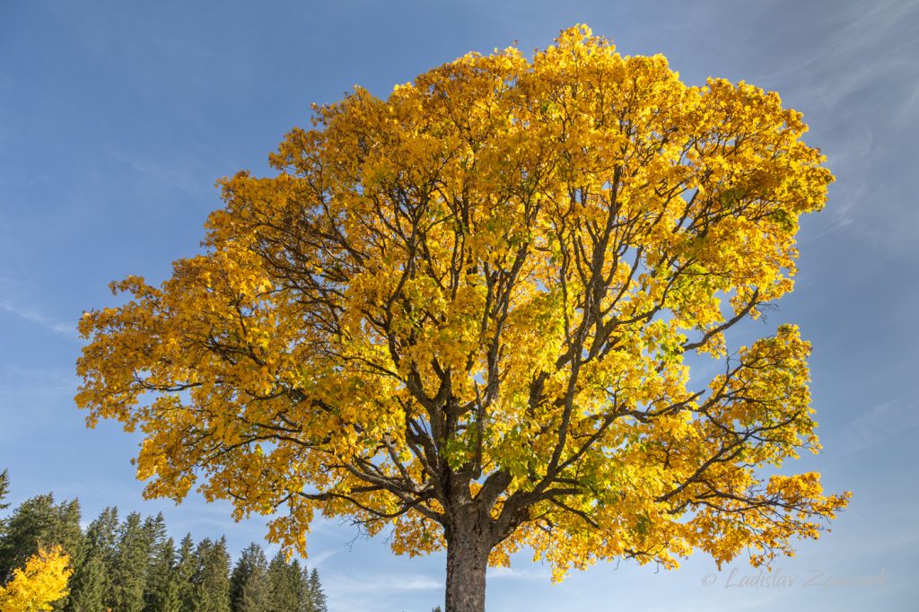 Barevný podzimní strom - Kvilda - Šumava