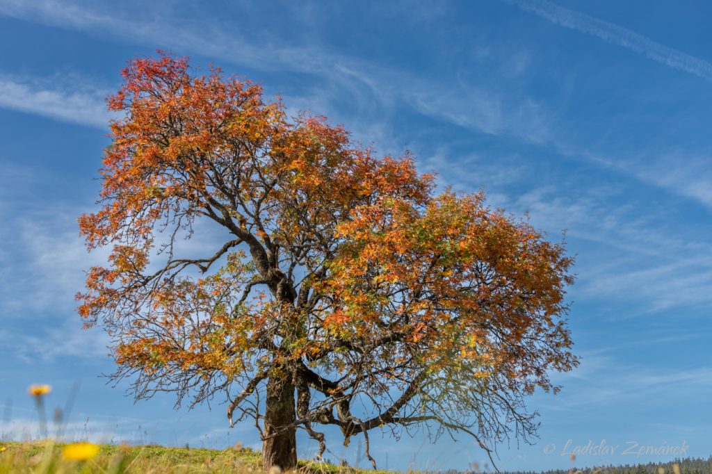 Barevný podzimní strom - Hraběcí huť - Šumava
