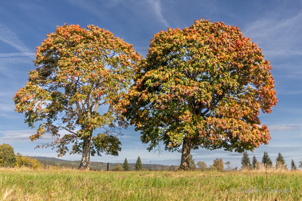 Barevné podzimní stromy - Knížecí pláně - Šumava