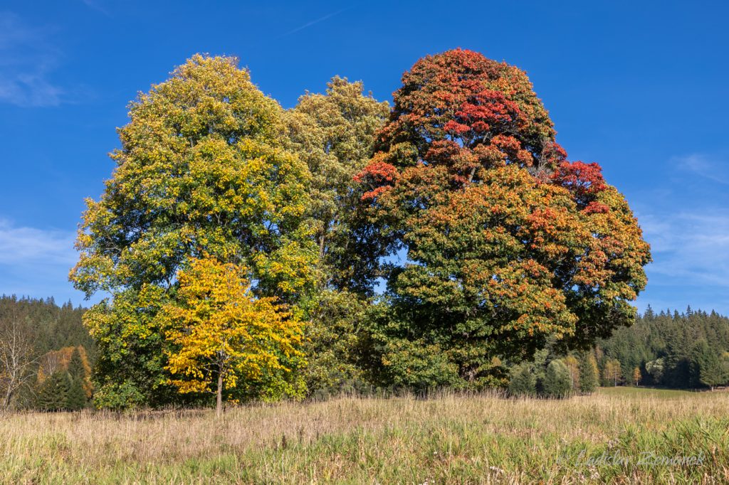 Barevné podzimní stromy - Knížecí pláně - Šumava