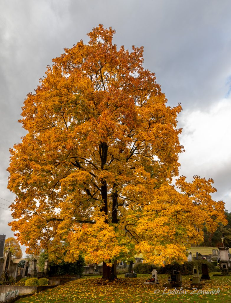 Barevný podzimní strom - Jetřichovice - České Švýcarsko